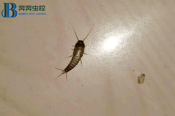 為什么衣魚蟲會登上床鋪